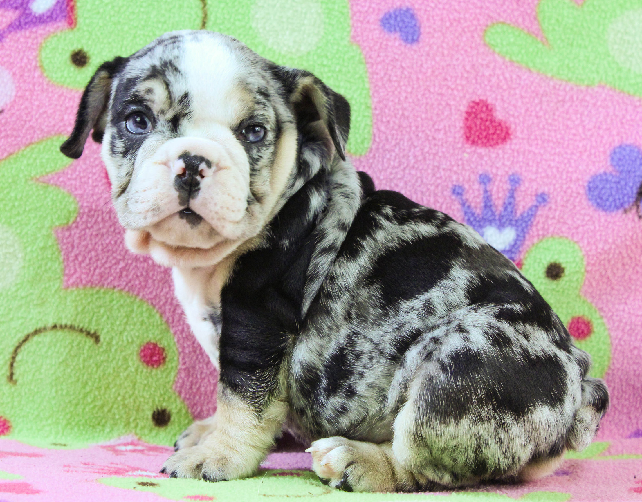 Home of the Smaller AKC English Bulldog Puppies - Newbies