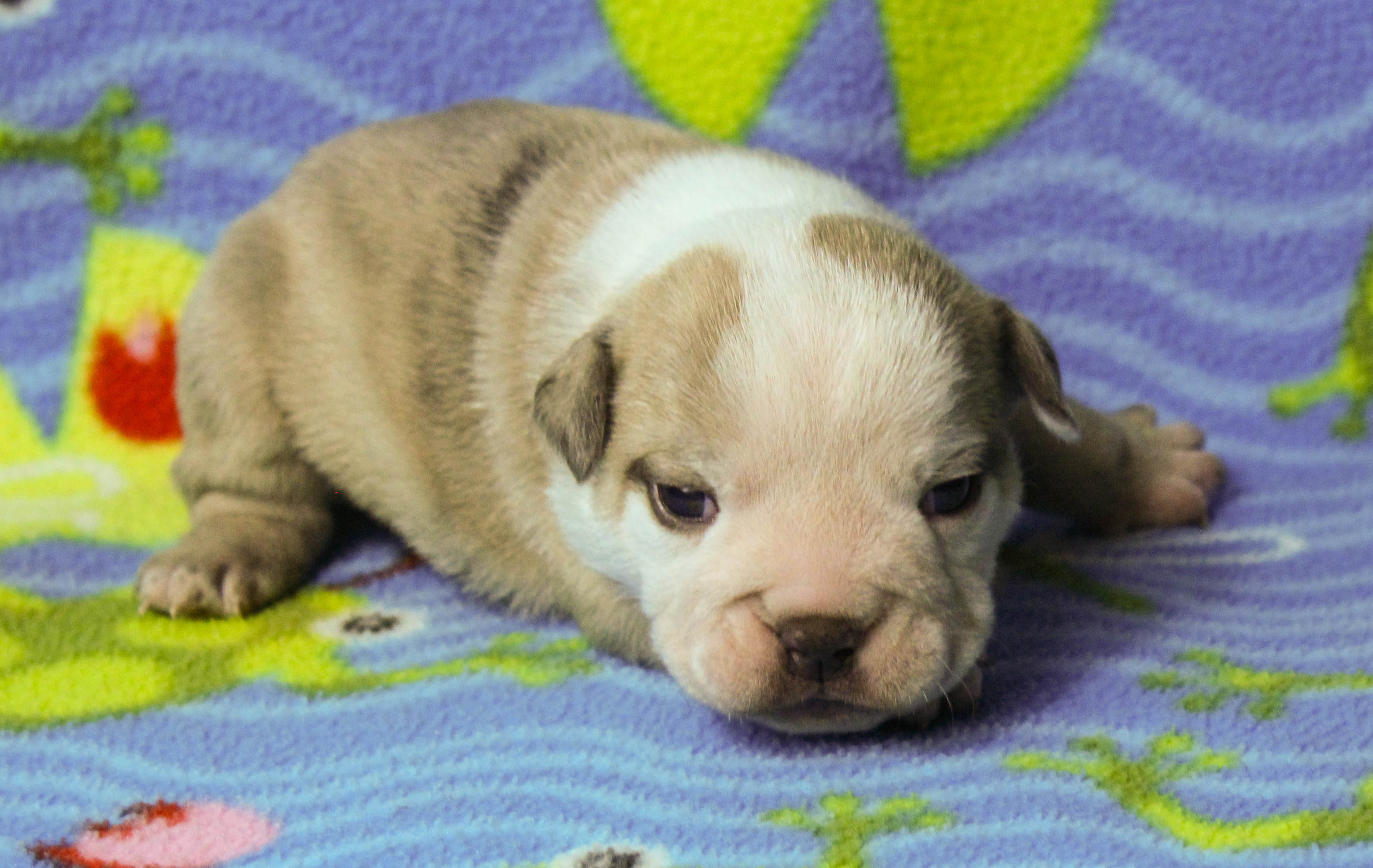 Home of the Smaller AKC English Bulldog Puppies - Newbies