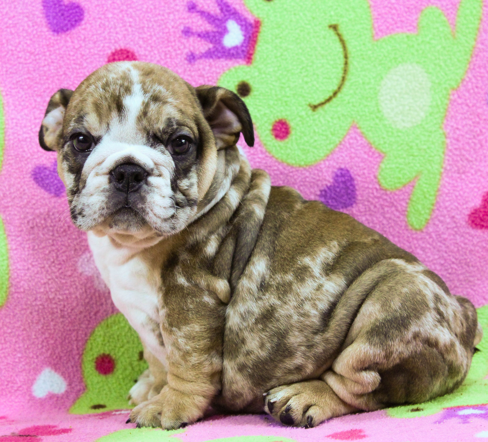 Home of the Smaller AKC English Bulldog Puppies - Newbies