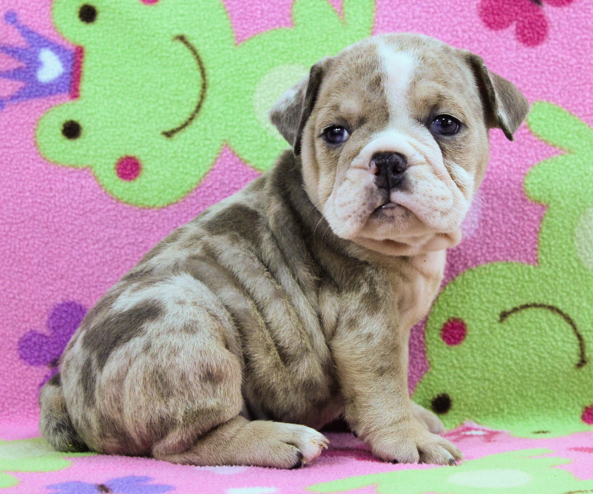 Home of the Smaller AKC English Bulldog Puppies - Newbies