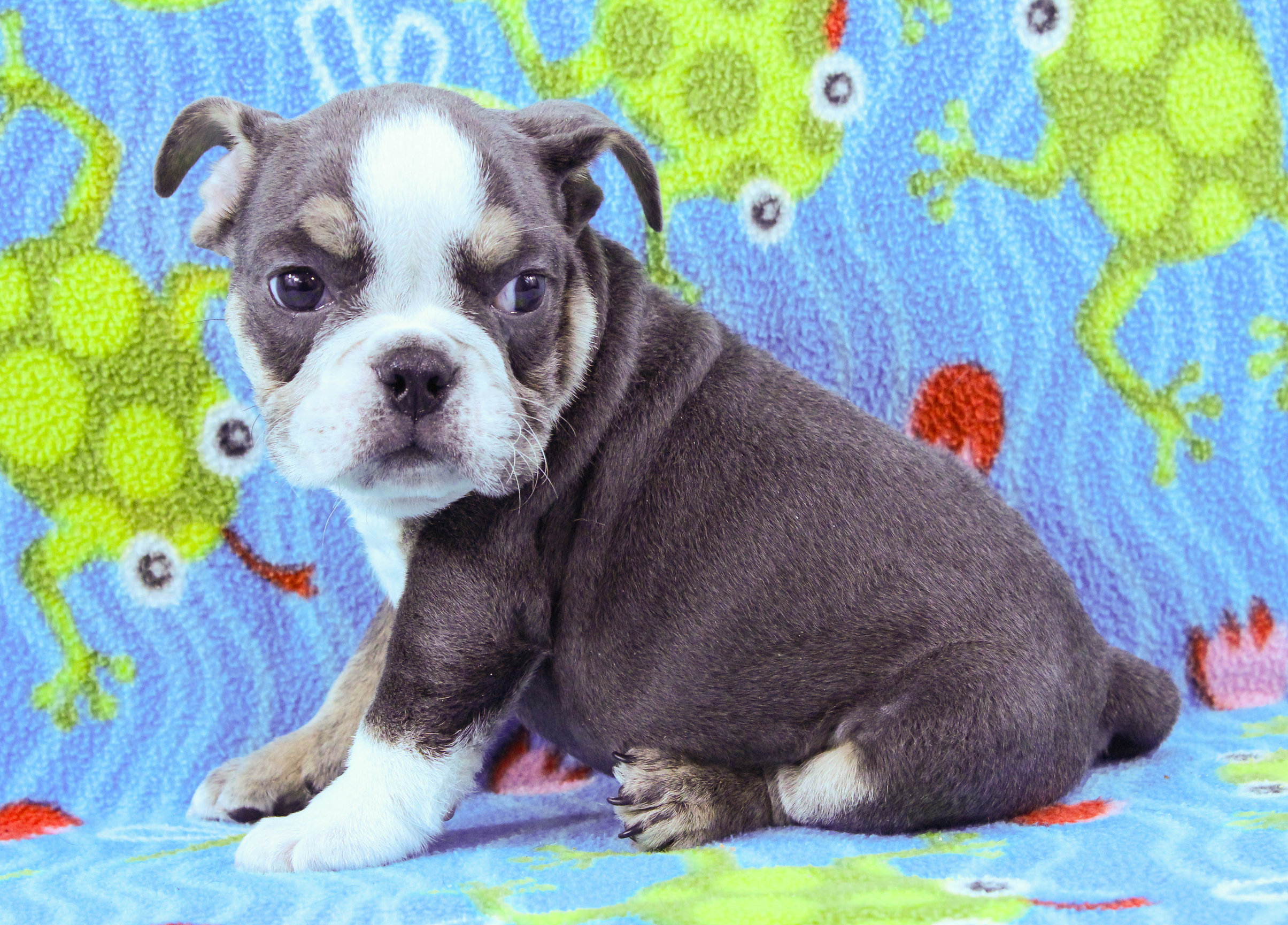 Home of the Smaller AKC English Bulldog Puppies - Newbies