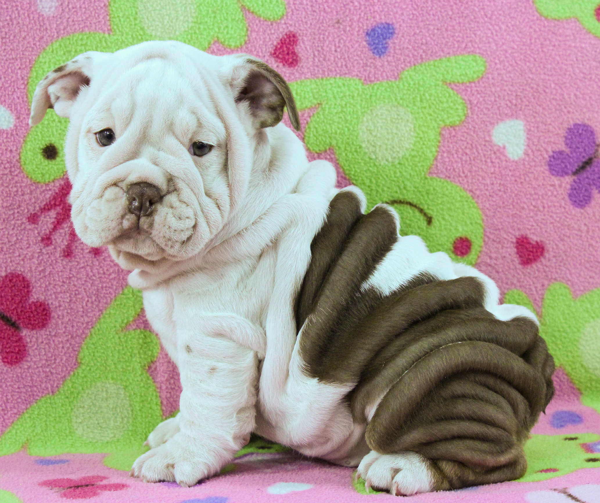 Home of the Smaller AKC English Bulldog Puppies - Newbies