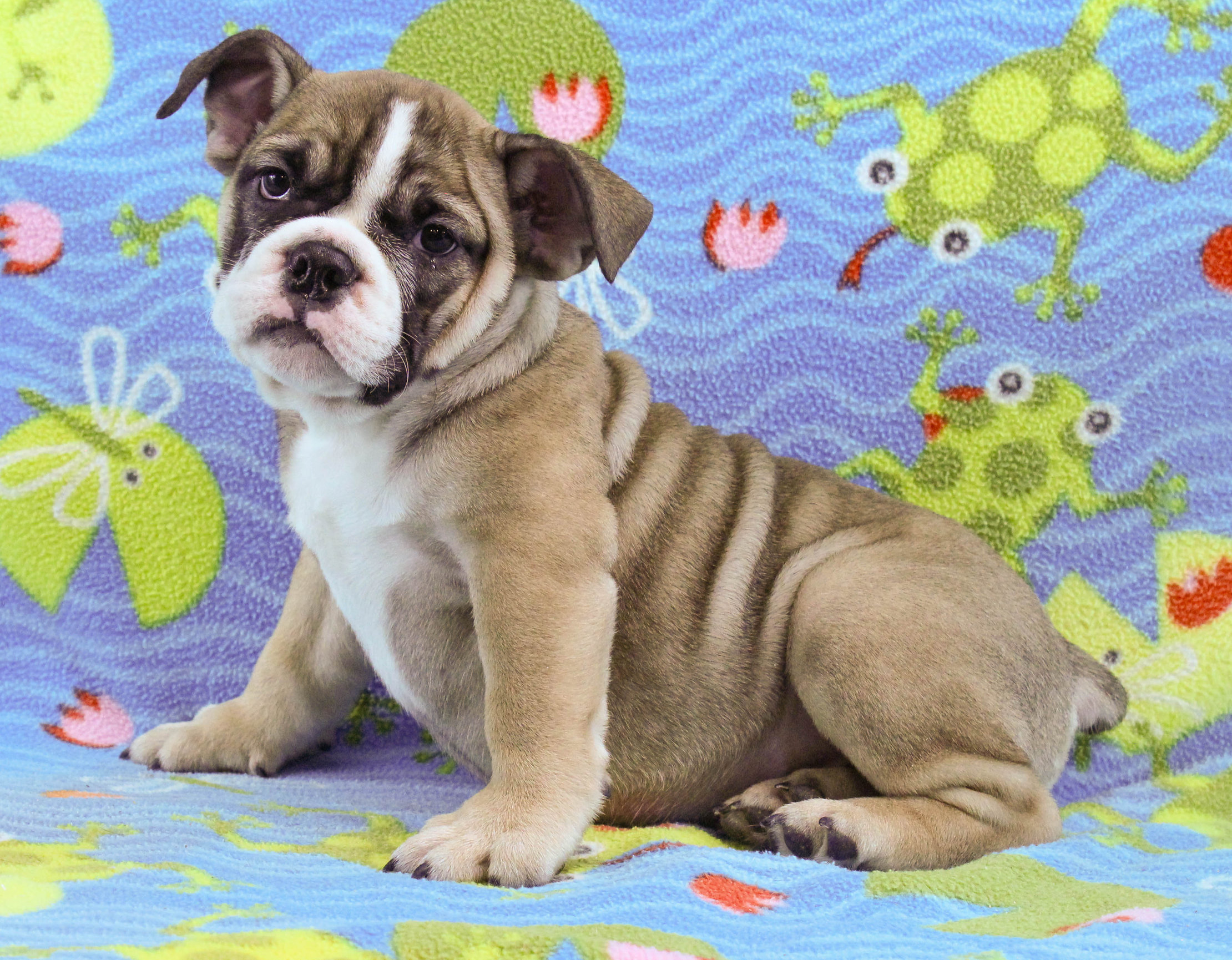 Home of the Smaller AKC English Bulldog Puppies - Newbies