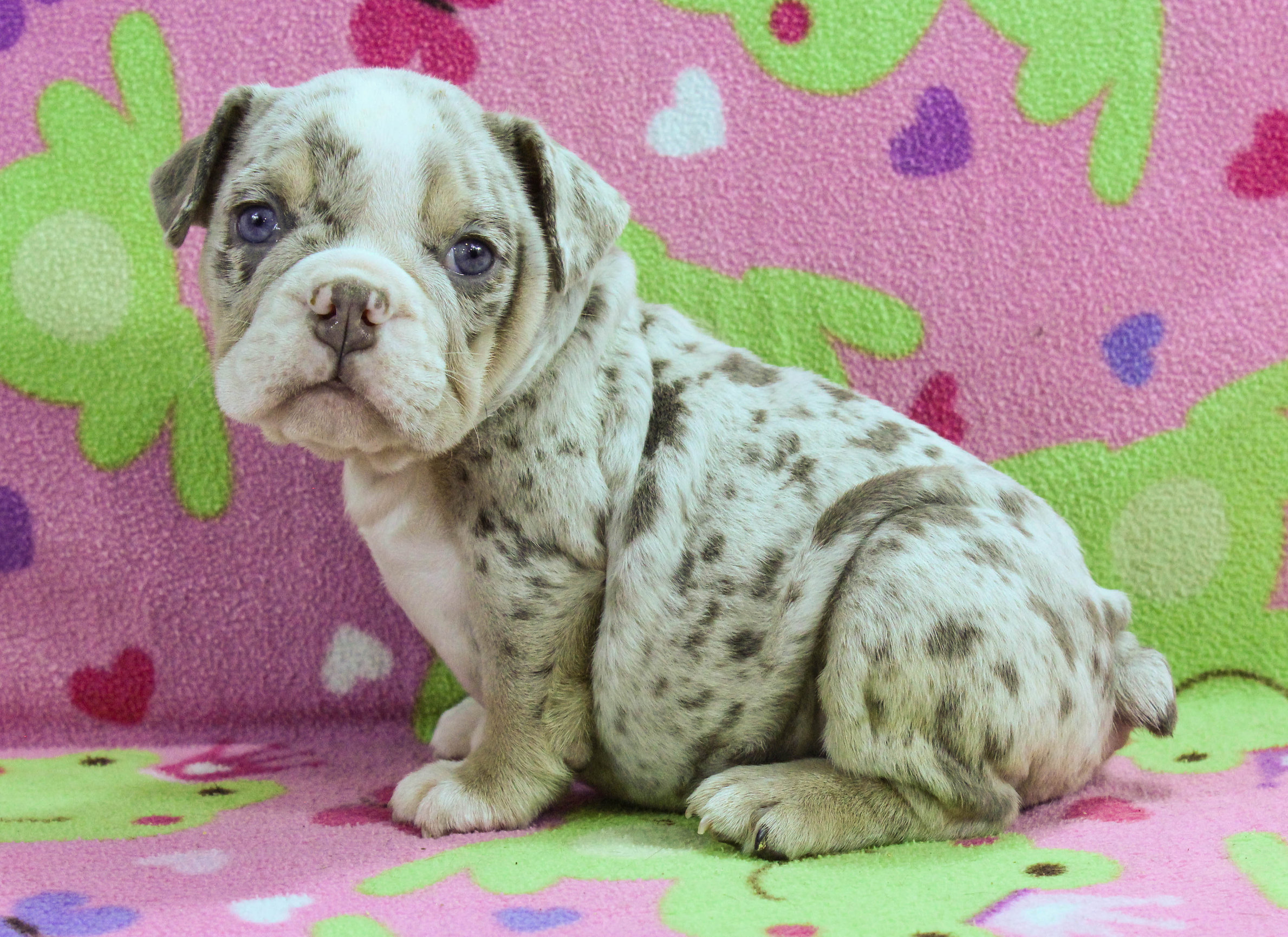 Home of the Smaller AKC English Bulldog Puppies - Newbies