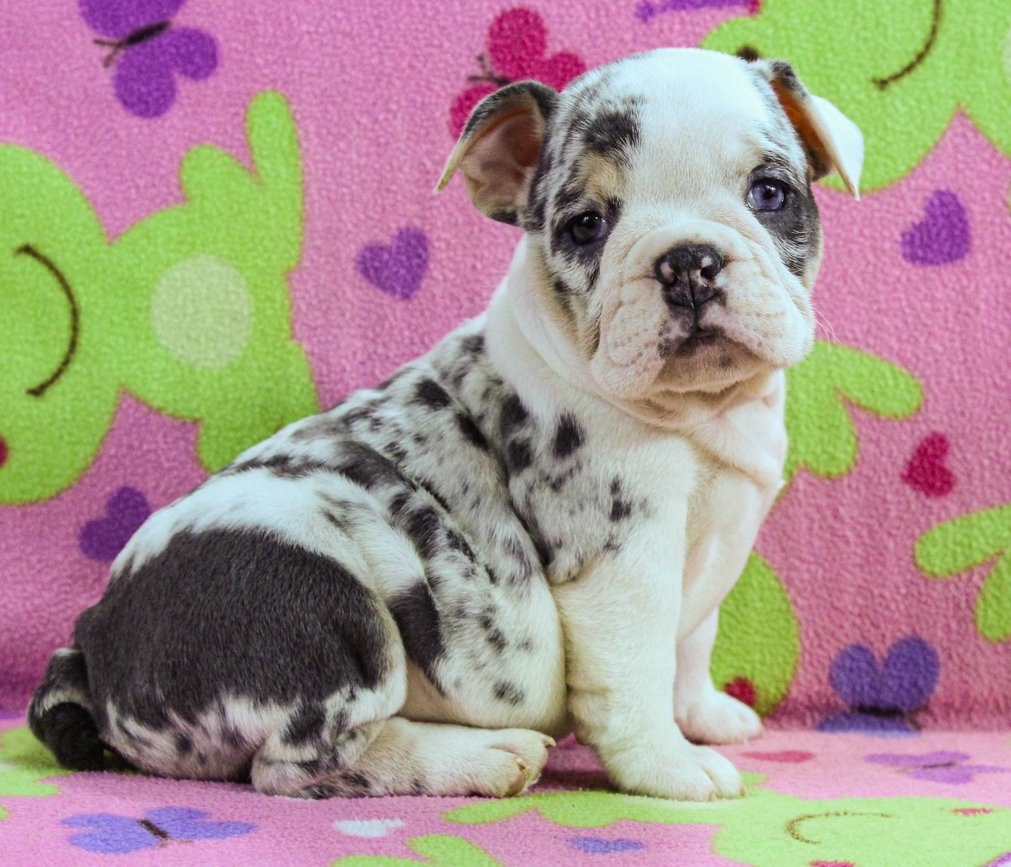 Home of the Smaller AKC English Bulldog Puppies - Newbies