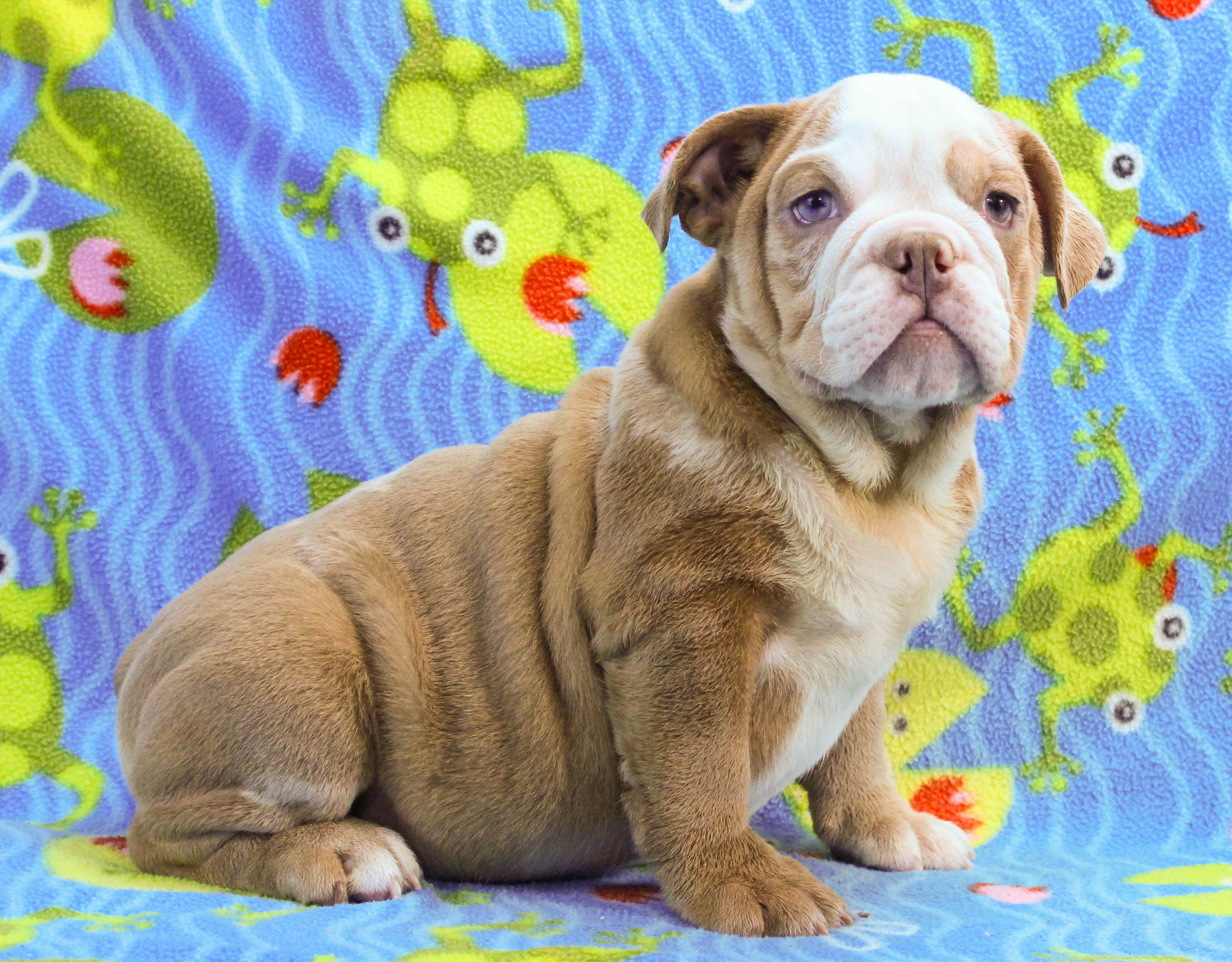 Home of the Smaller AKC English Bulldog Puppies - Newbies