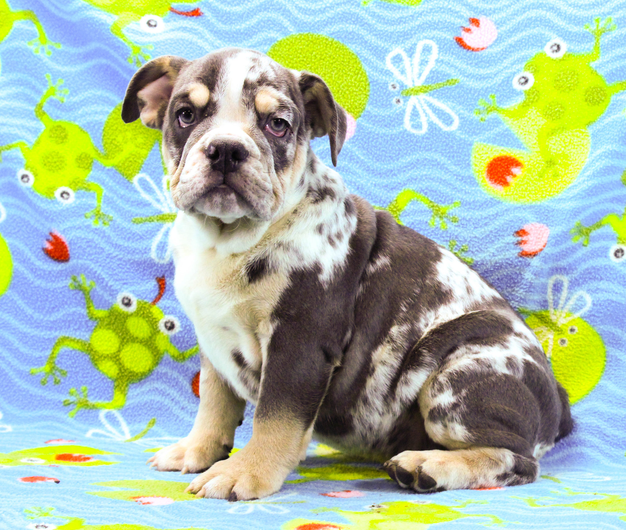 Home of the Smaller AKC English Bulldog Puppies - Newbies