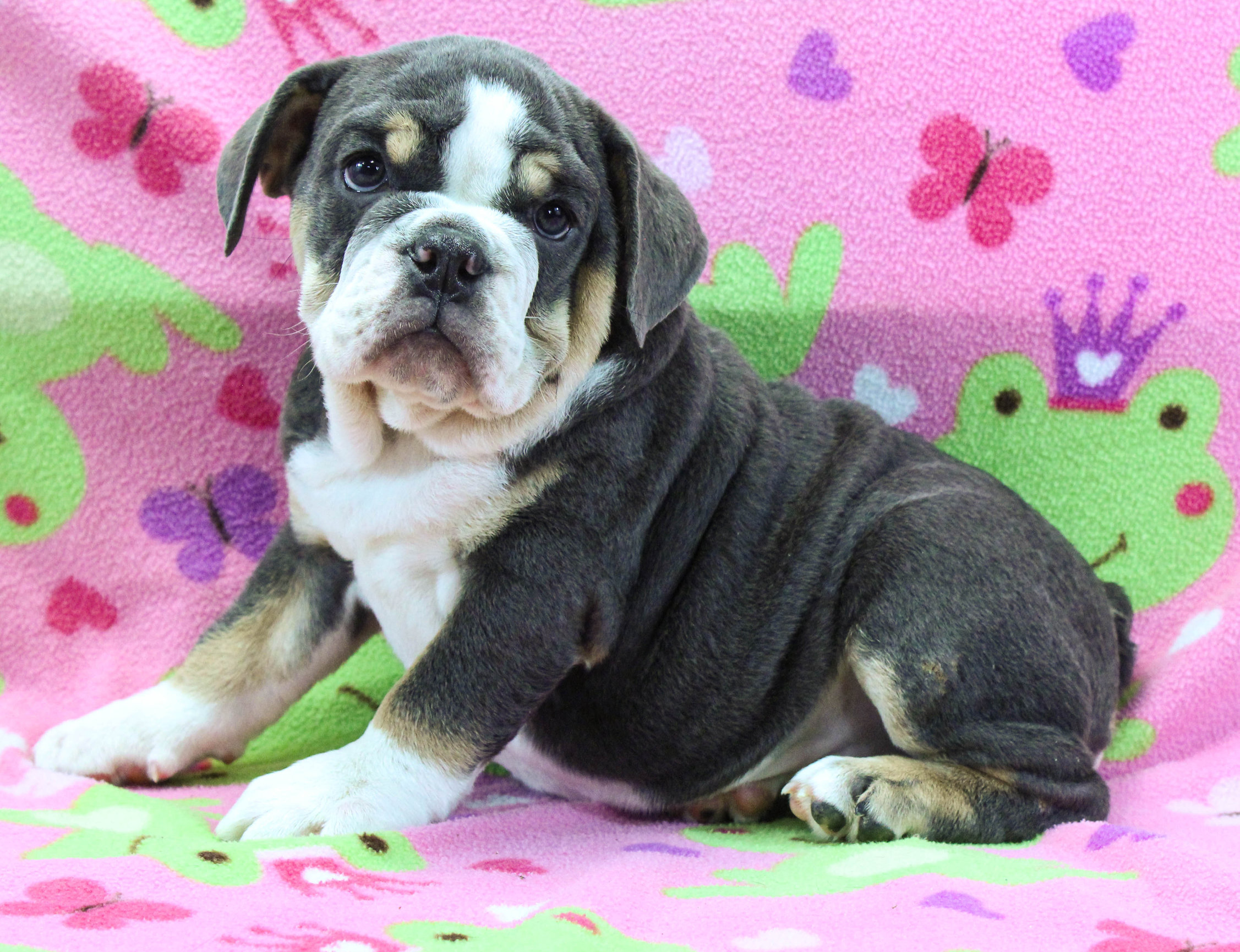 Home of the Smaller AKC English Bulldog Puppies - Newbies