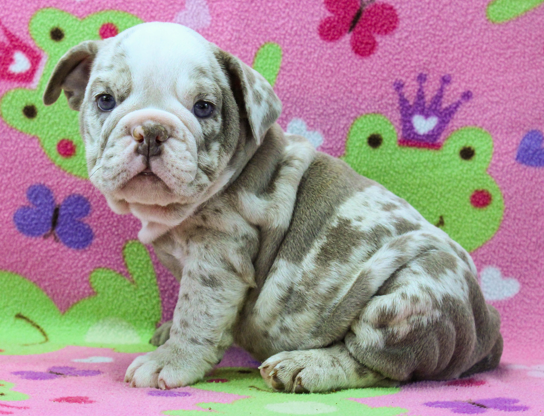 Home of the Smaller AKC English Bulldog Puppies - Newbies