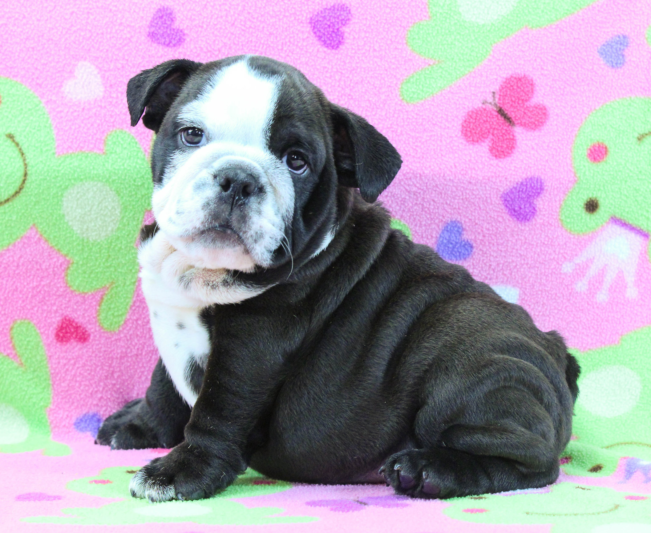 Home of the Smaller AKC English Bulldog Puppies - Newbies