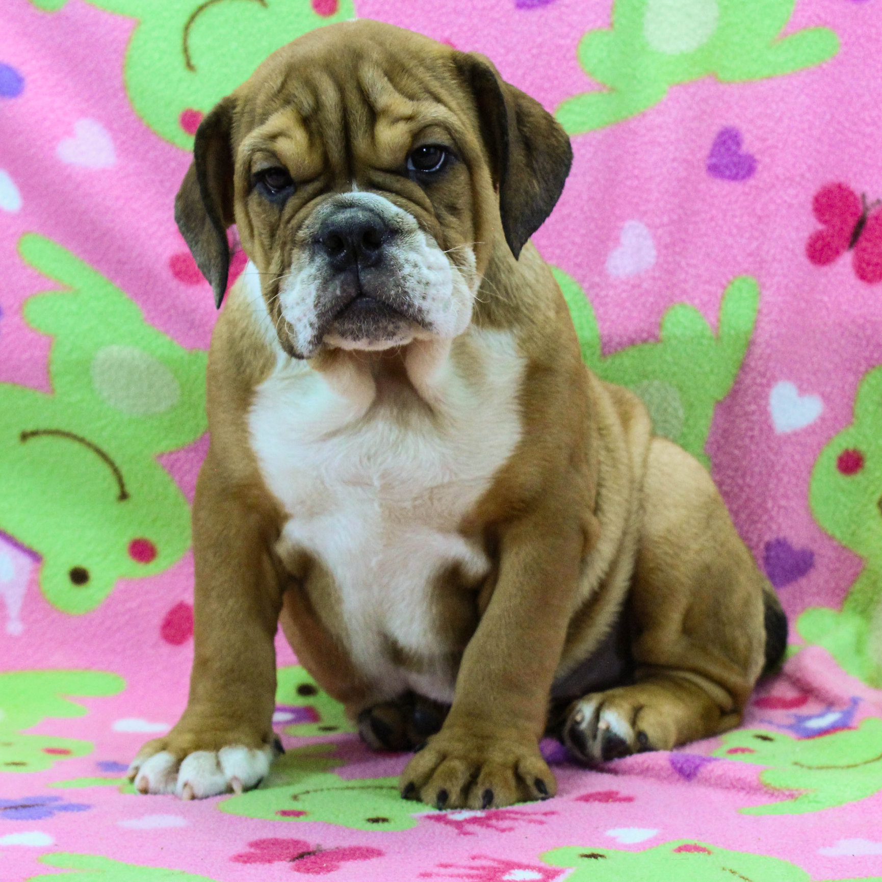 Home of the Smaller AKC English Bulldog Puppies - Newbies