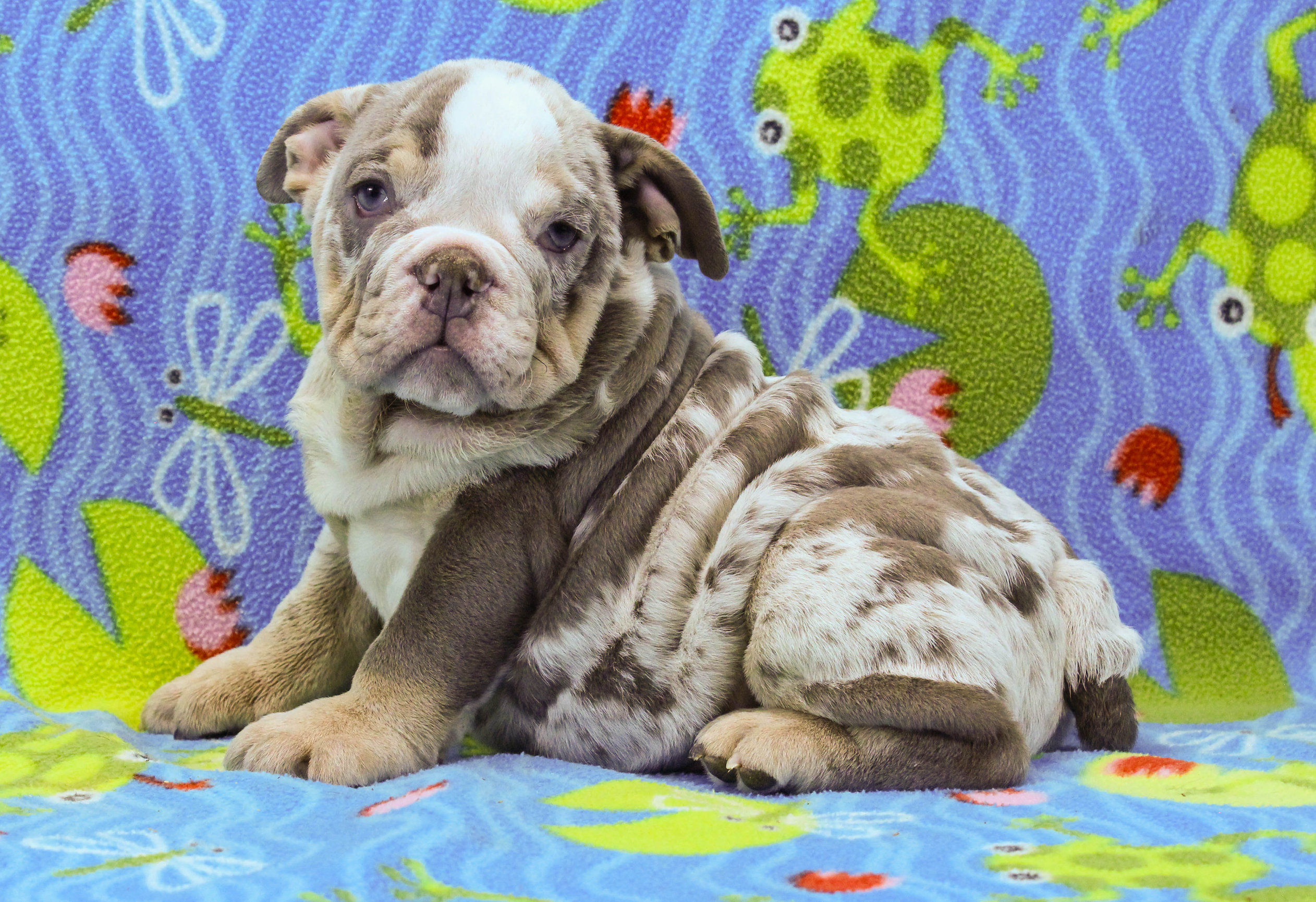 Home of the Smaller AKC English Bulldog Puppies - Newbies