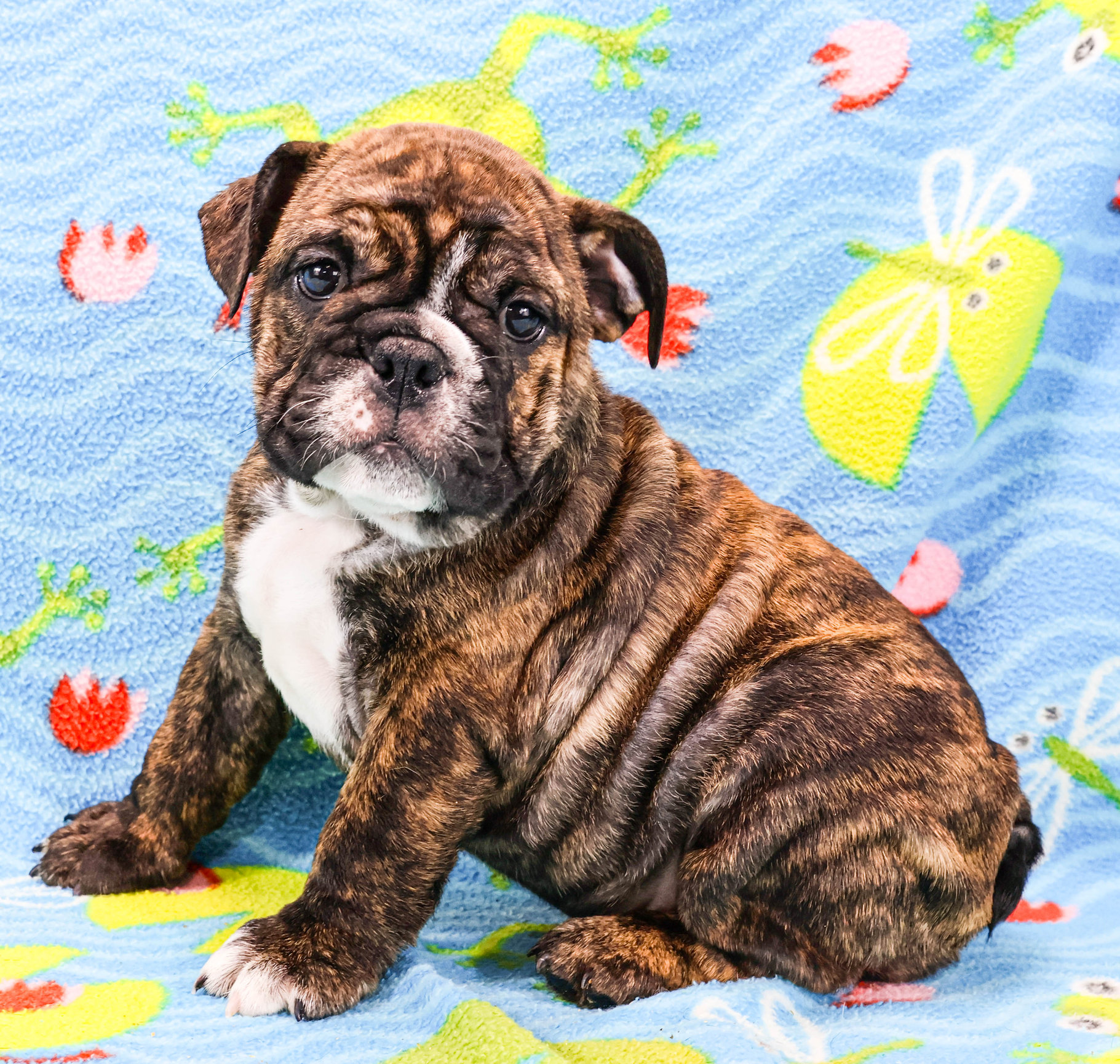 Home of the Smaller AKC English Bulldog Puppies - Newbies