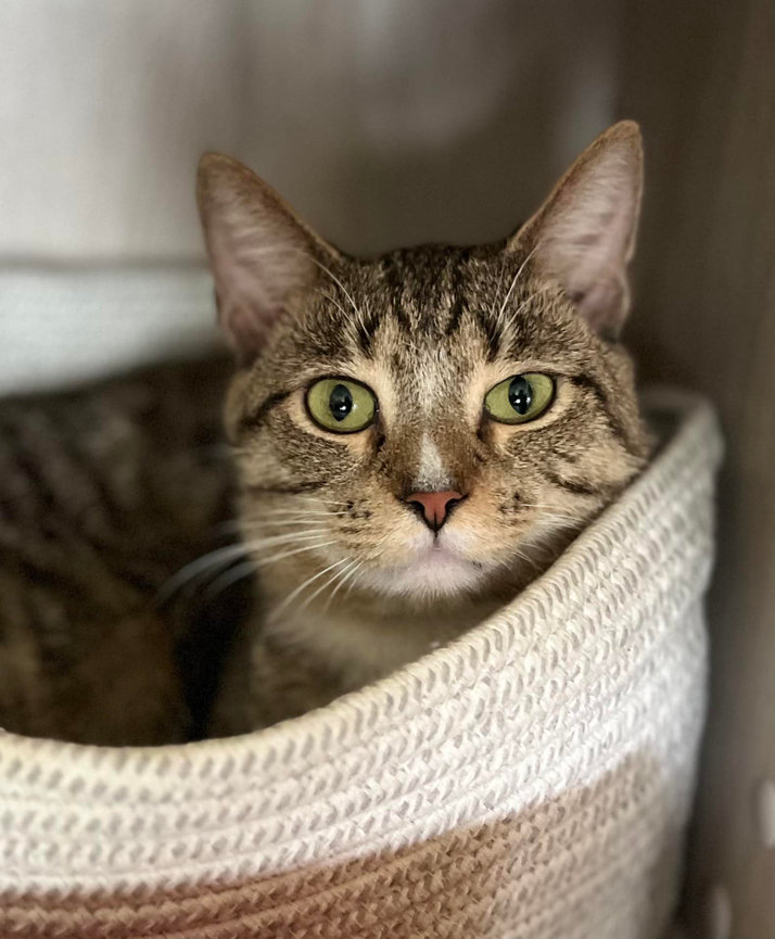 family cats　0308 Zazu – Whiskers TNR of Warren County