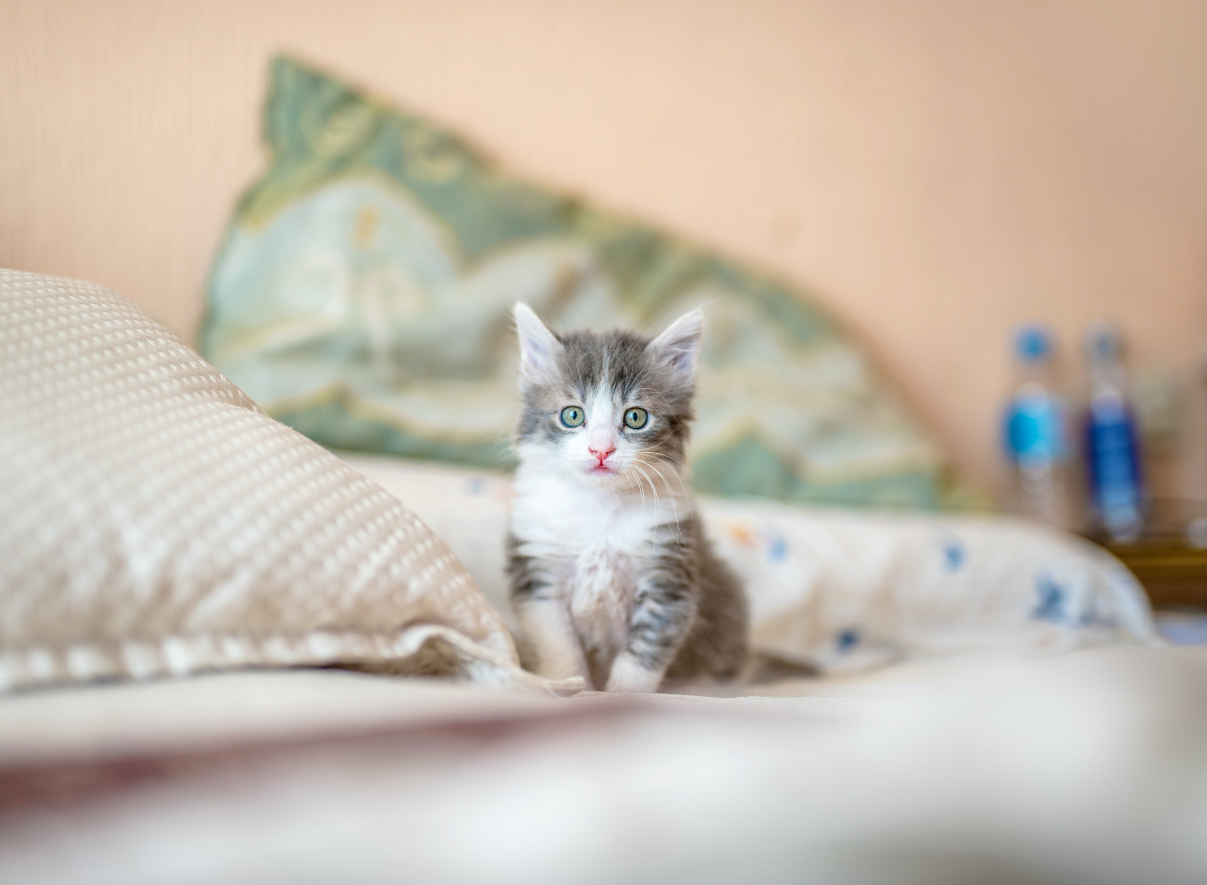 feline-distemper-vaccine-humane-society-of-the-piedmont