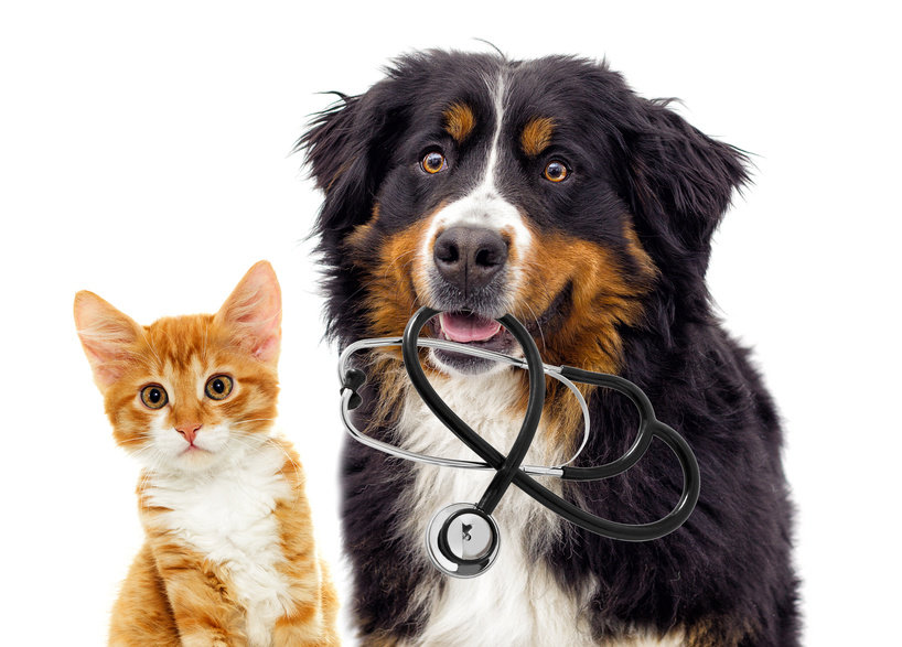 WELLNESS CARE - Paws & Claws Affordable Veterinary Clinic