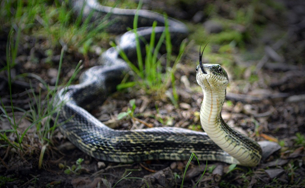 Guard Your Garden How Granite Keeps Snakes Away