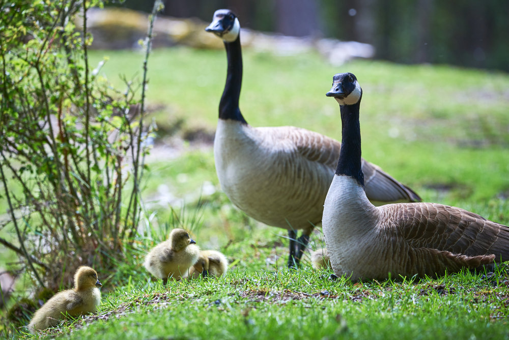 What Diseases Are Associated With Geese? | Goose Masters